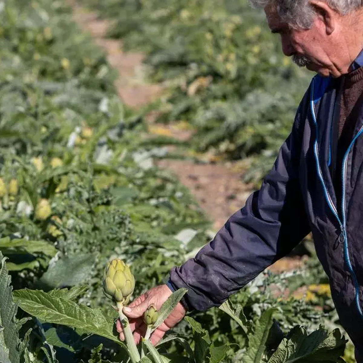 Nutriva Alimentación (Productos Vegetales Confitados) - alcachofa